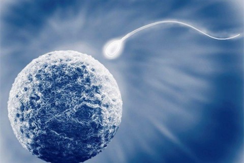 解读睾丸穿刺无精子的原因，治愈性不大供精或是最后选择